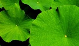 心存芥蒂指什么生肖，精选成语释义解释